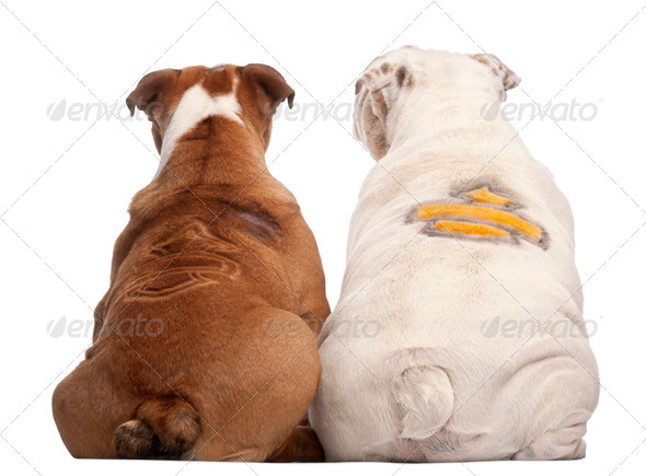 Rear view of English Bulldogs - Stock Photo - Images