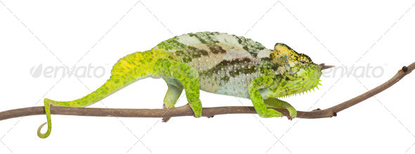 Four-horned Chameleon, Chamaeleo quadricornis, perched on branch in front of white background - Stock Photo - Images