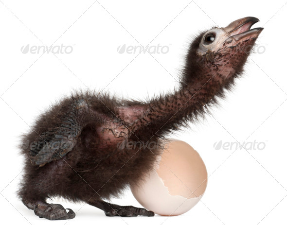 Ross's Turaco, Musophaga rossae, with his hatched egg, 1 week old, in front of white background - Stock Photo - Images