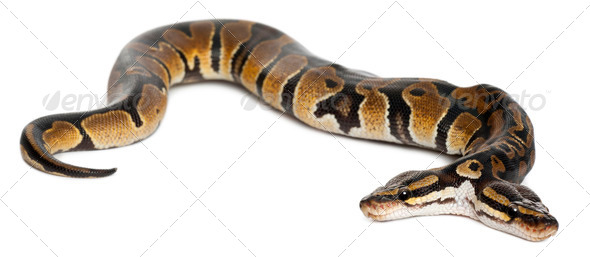 Two headed Royal Python or Ball Python, Python Regius, 1 year old, in front of white background - Stock Photo - Images