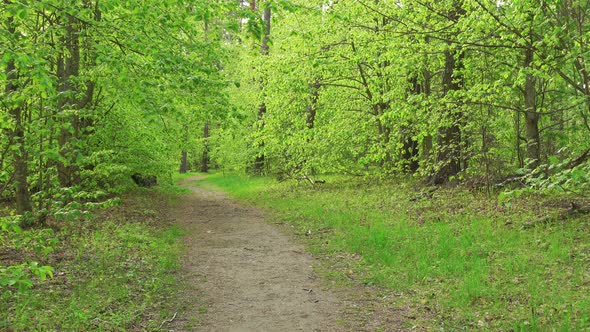 Beautiful Green Woods Spring or Summer Landscape