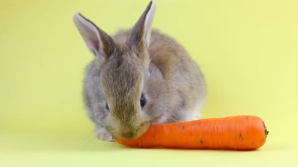 Little Fluffy Cute Handmade Brown Rabbit Sitting on a Pastel Yellow Background and Eating Ripe Fresh alt