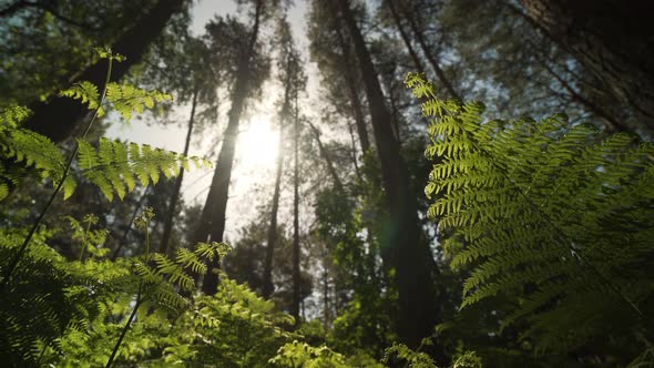 Forest floor at sunrise