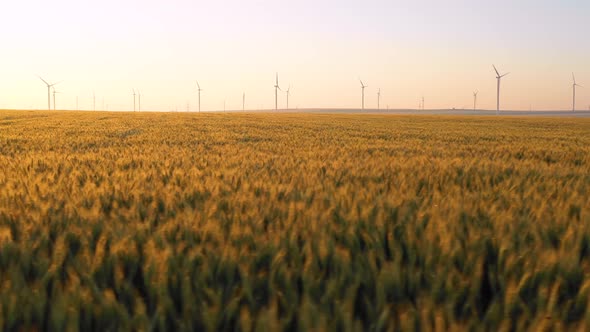 Flying close above vast yellow wheat field with wind turbines in the background alt