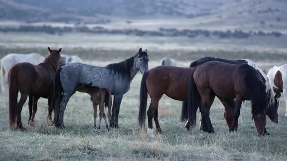 View of wild horses grazing as young filly nurses alt