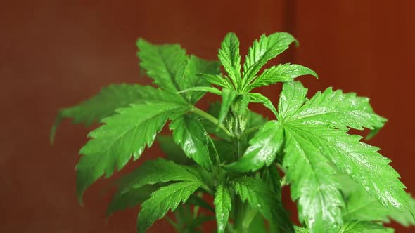 Cannabis plant watering, fertilizing, grooming. Growing medical marijuana with THC alt