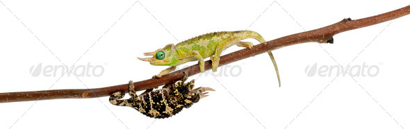Two Mt. Meru Jackson's Chameleons - Stock Photo - Images