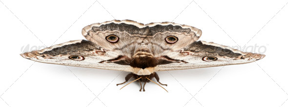 The largest European Moth, the Giant Peacock Moth, Saturnia pyri, in front of white background - Stock Photo - Images