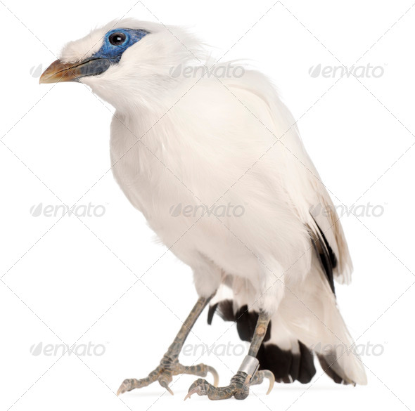 Rothschild's Swift, Cypseloides rothschildi, 5 years old, in front of white background - Stock Photo - Images