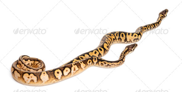 Female and Male Pastel calico Pythons, Royal python or ball python, Python regius, in front of - Stock Photo - Images