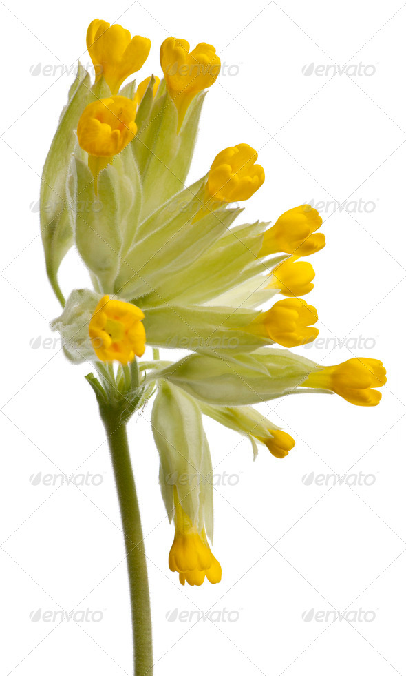 Close-up of Yellow primrose flower - Stock Photo - Images