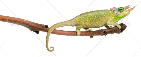 Mt. Meru Jackson's Chameleon - Stock Photo - Images