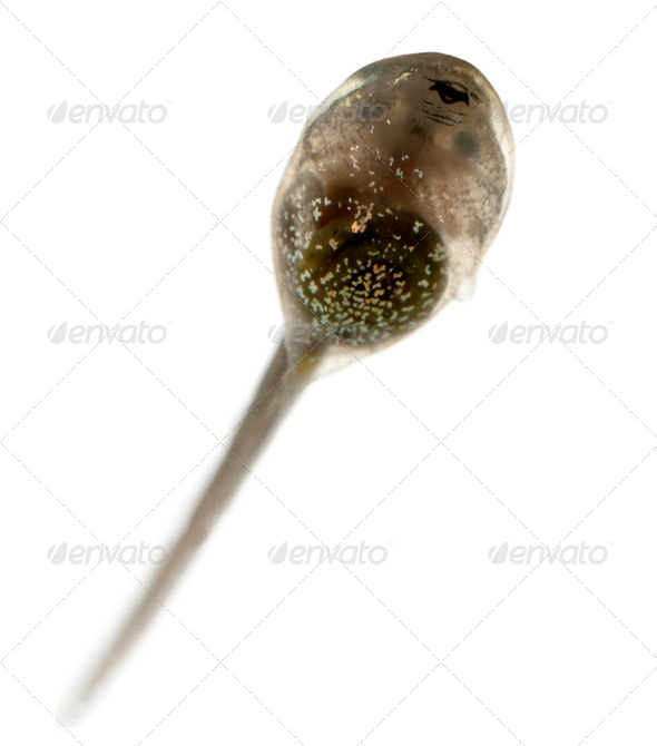Common Frog - Stock Photo - Images