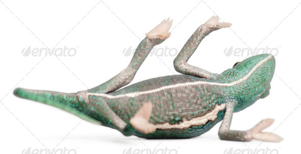 Young veiled chameleon lying on his back, Chamaeleo calyptratus, in front of white background - Stock Photo - Images