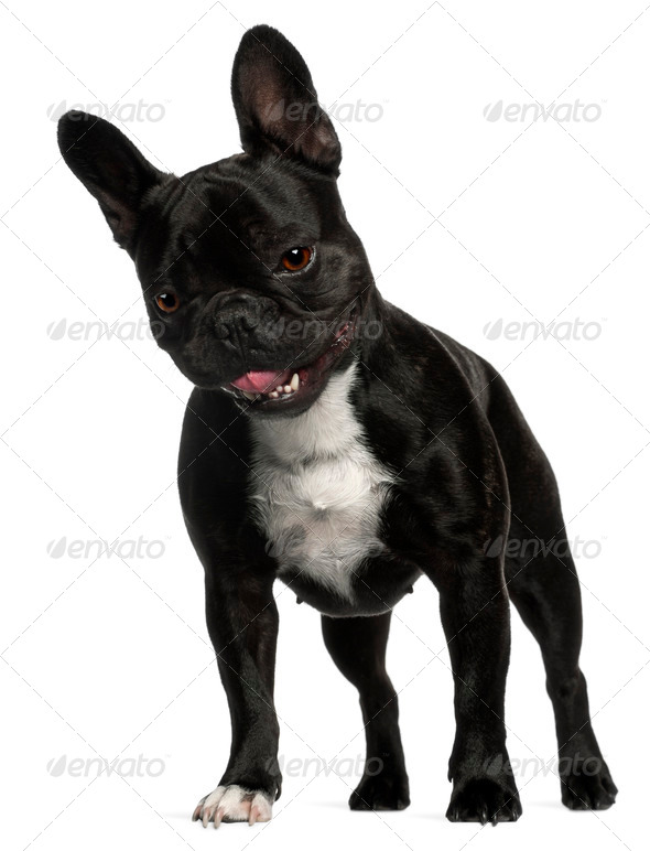 French Bulldog, 2 years old, standing in front of white background - Stock Photo - Images