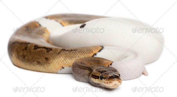 Female Pinstripe Pied Royal python - Stock Photo - Images