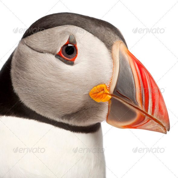 Close-up of Atlantic Puffin or Common Puffin, Fratercula arctica, in front of white background - Stock Photo - Images