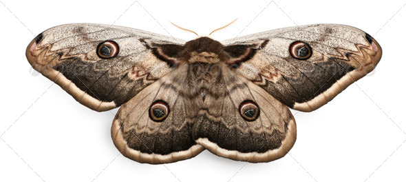 The largest European Moth, the Giant Peacock Moth, Saturnia pyri, in front of white background - Stock Photo - Images
