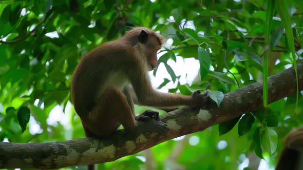 Ceylon Macaque Latin Name Macaca Sinica a Species of Primate in the Marmoset Family alt
