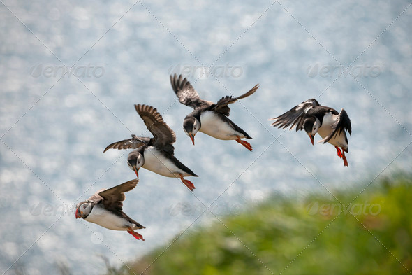Atlantic Puffin or Common Puffin, Fratercula arctica, in flight on Mykines, Faroe Islands - Stock Photo - Images