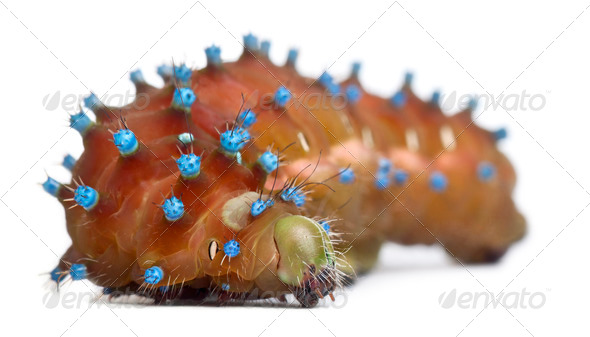 Caterpillar of the Giant Peacock Moth before cocooning, Saturnia pyri, in front of white background - Stock Photo - Images