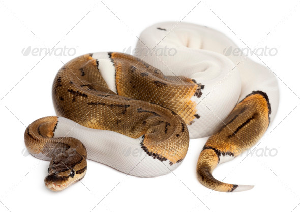 Female Pinstripe Pied Royal python - Stock Photo - Images