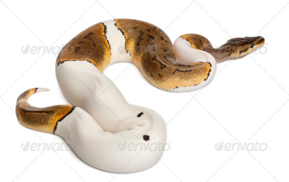 Female Pinstripe Pied Royal python - Stock Photo - Images