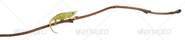 Mt. Meru Jackson's Chameleon - Stock Photo - Images