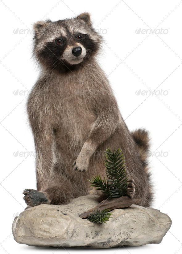 Stuffed North American raccoon also known as the common raccoon, in front of white background - Stock Photo - Images