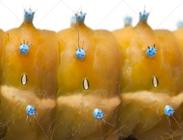 Close-up of Caterpillar of the Giant Peacock Moth, Saturnia pyri, in front of white background - Stock Photo - Images