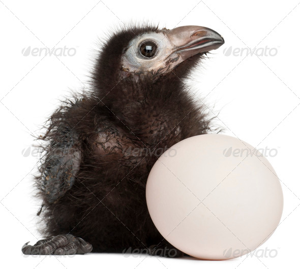 Ross's Turaco, Musophaga rossae, with his hatched egg, 1 week old, in front of white background - Stock Photo - Images