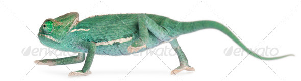 Young veiled chameleon, Chamaeleo calyptratus, in front of white background - Stock Photo - Images