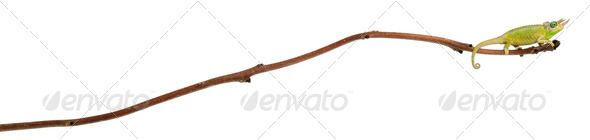 Mt. Meru Jackson's Chameleon - Stock Photo - Images