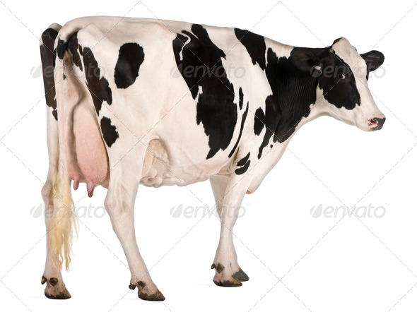 Holstein cow, 5 years old, standing in front of white background - Stock Photo - Images