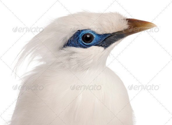 Close-up of Rothschild's Swift, Cypseloides rothschildi, 5 years old, in front of white background - Stock Photo - Images
