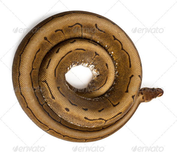 High angle view of Spinner Python - Stock Photo - Images
