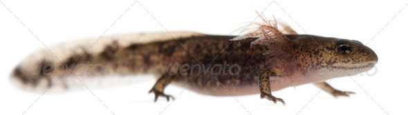 Fire salamander larva - Stock Photo - Images