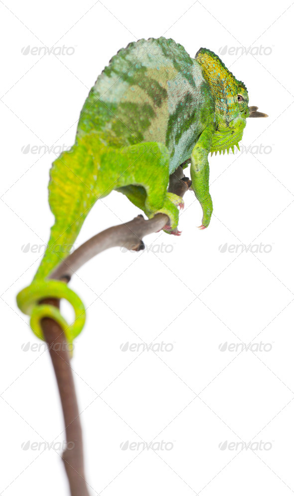 Four-horned Chameleon, Chamaeleo quadricornis, perched on branch in front of white background - Stock Photo - Images