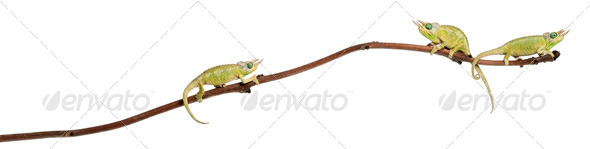 Three Mt. Meru Jackson's Chameleons - Stock Photo - Images