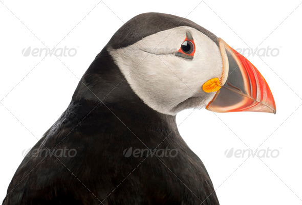 Close-up of Atlantic Puffin or Common Puffin, Fratercula arctica, in front of white background - Stock Photo - Images