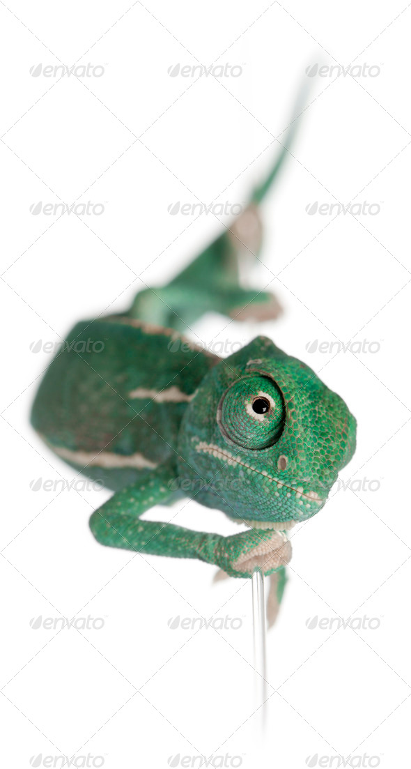 Young veiled chameleon, Chamaeleo calyptratus, climbing up a string in front of white background - Stock Photo - Images
