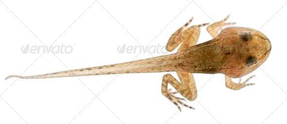 Common Frog, Rana temporaria tadpole with all legs, 12 weeks old, in front of white background - Stock Photo - Images