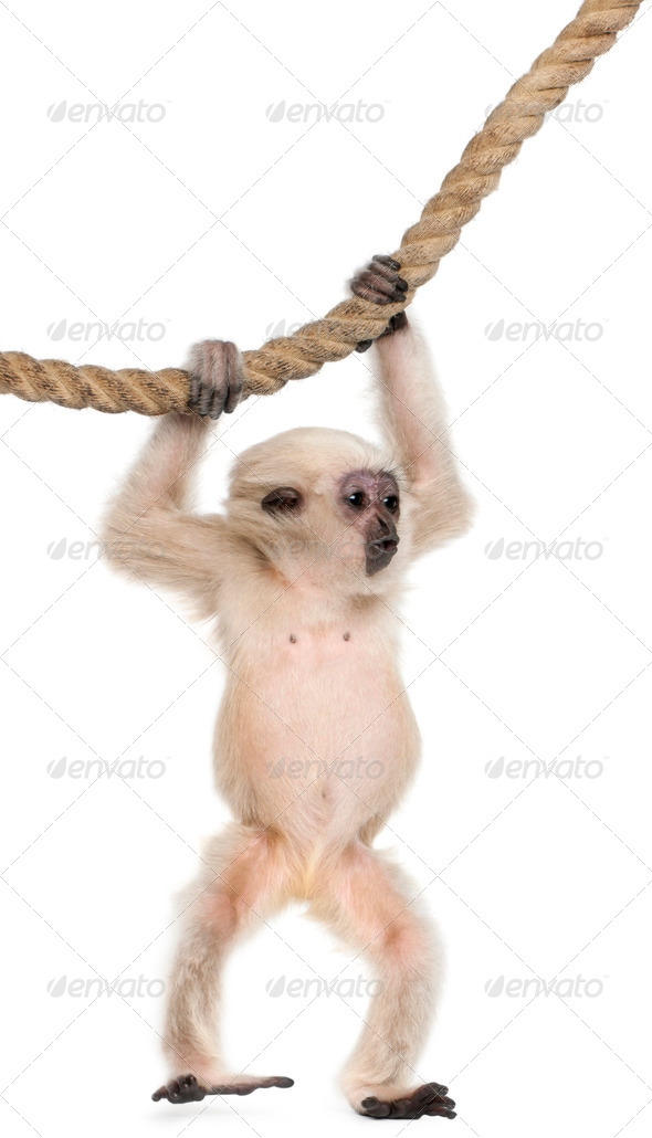 Young Pileated Gibbon - Stock Photo - Images