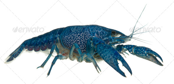 Blue crayfish - Stock Photo - Images