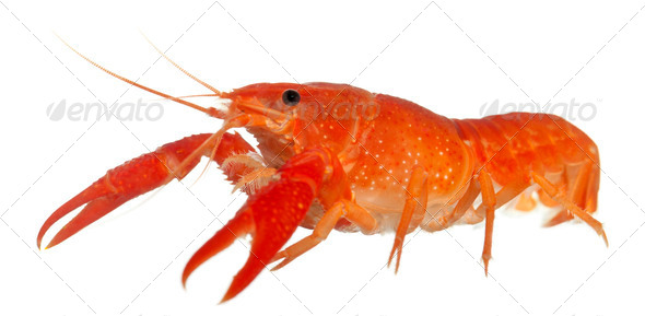 Blue crayfish - Stock Photo - Images