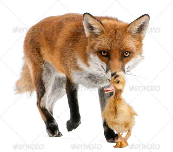 Red Fox, Vulpes vulpes, 4 years old, playing with a domestic duckling in front of white background - Stock Photo - Images