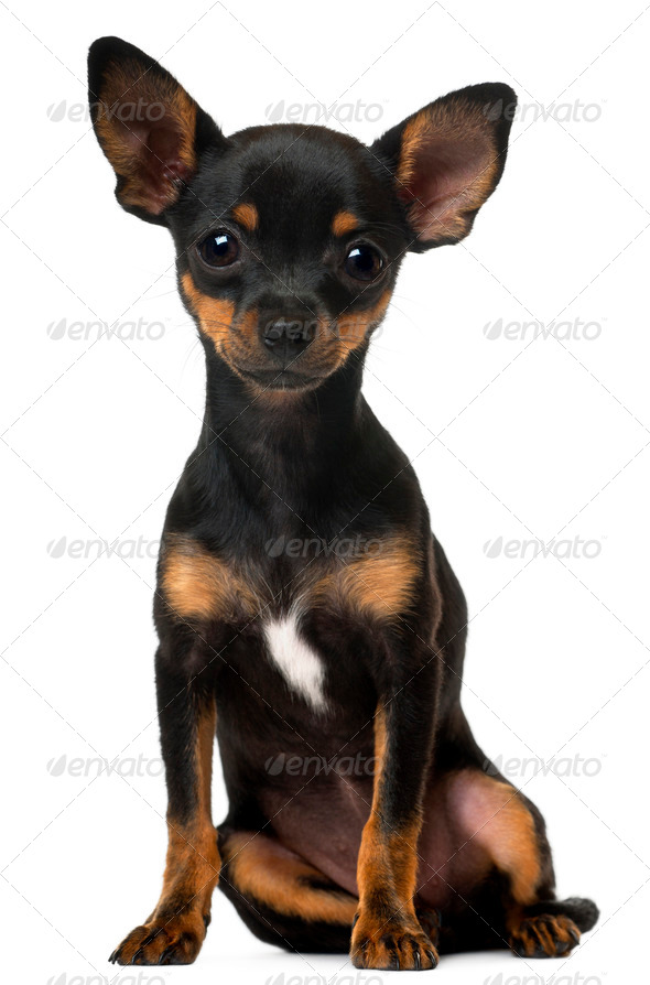 Chihuahua Puppy, 5 Months Old, Sitting In Front Of White Background Stock  Photo By Lifeonwhite