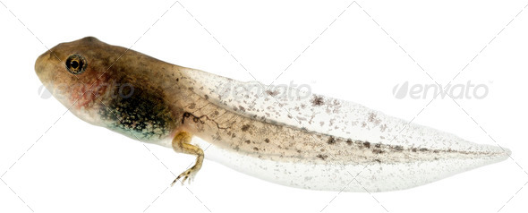 Common Frog - Stock Photo - Images