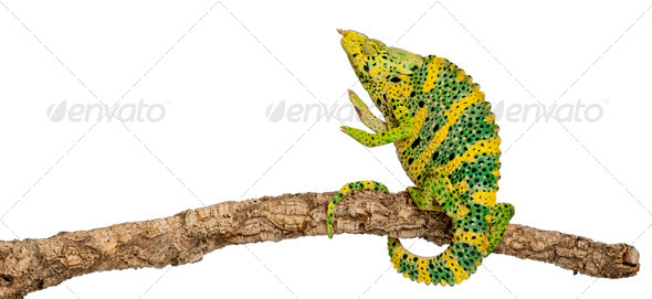 Meller's Chameleon - Stock Photo - Images