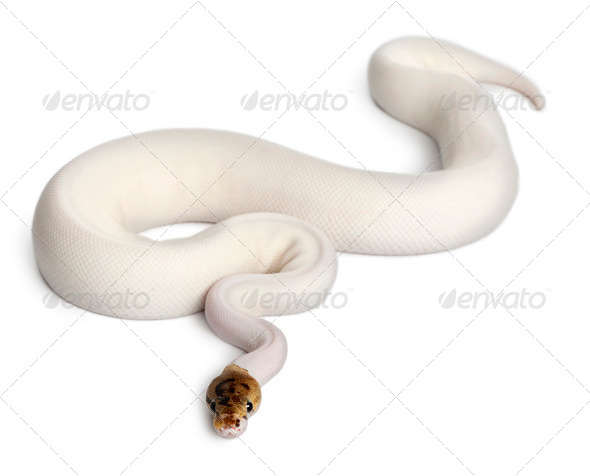 Female Pied Spider Royal python - Stock Photo - Images